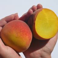 Саджанець Персик Мостиський надранній